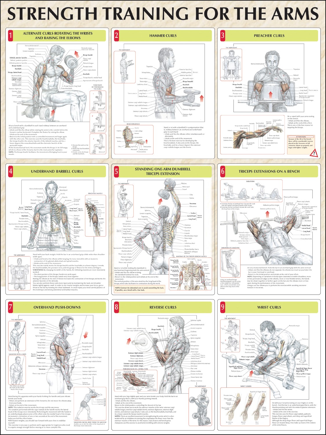 Strength Training Exercises | ObedientLifestyle